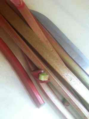Fresh Rhubarb.jpg
